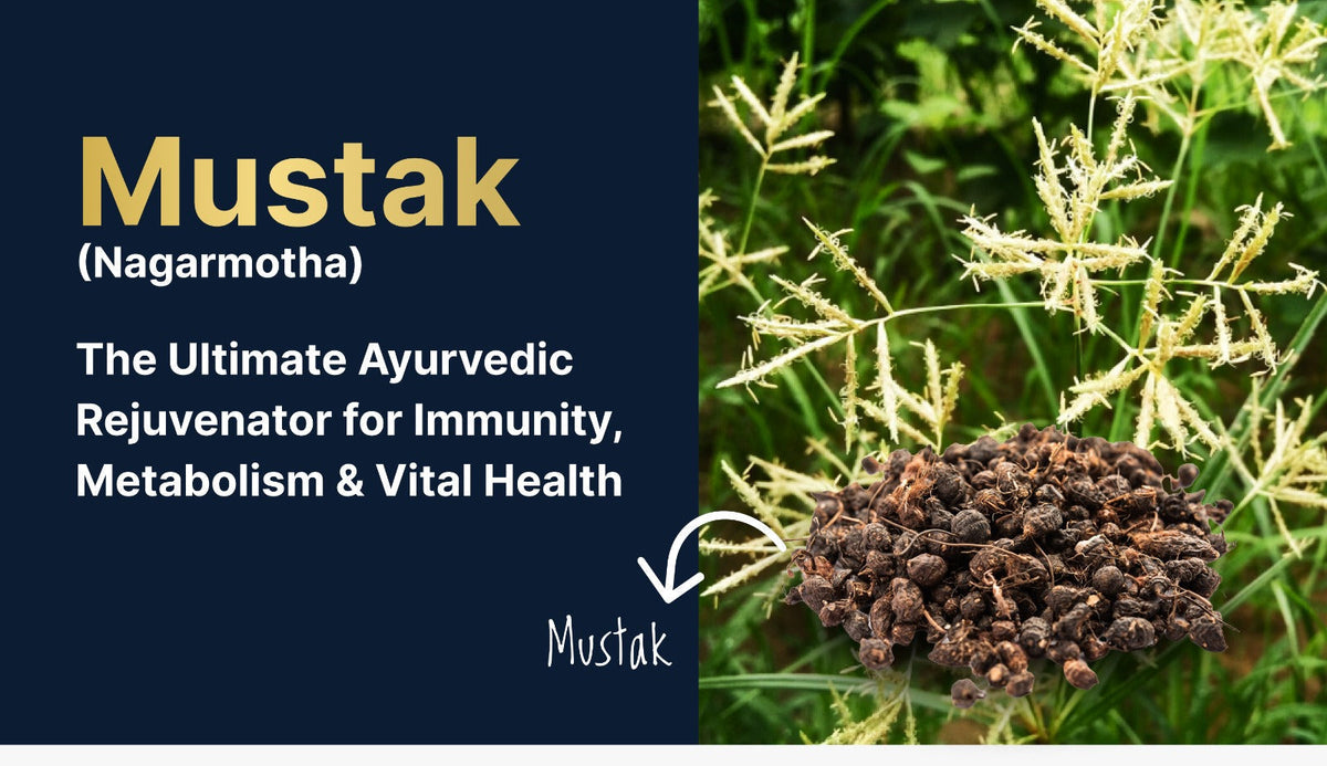 Mustak (Nagarmotha): The Ultimate Ayurvedic Rejuvenator for Immunity, Metabolism & Vital Health